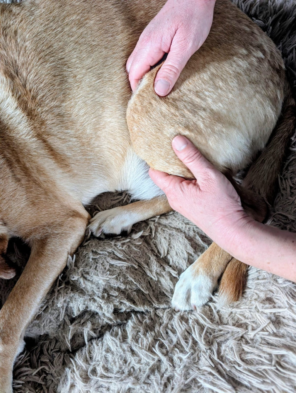 Physiotherapeutische Behandlung eines Hundes