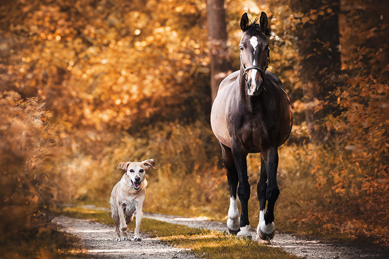 Hund und Pferd laufen durch den Wald